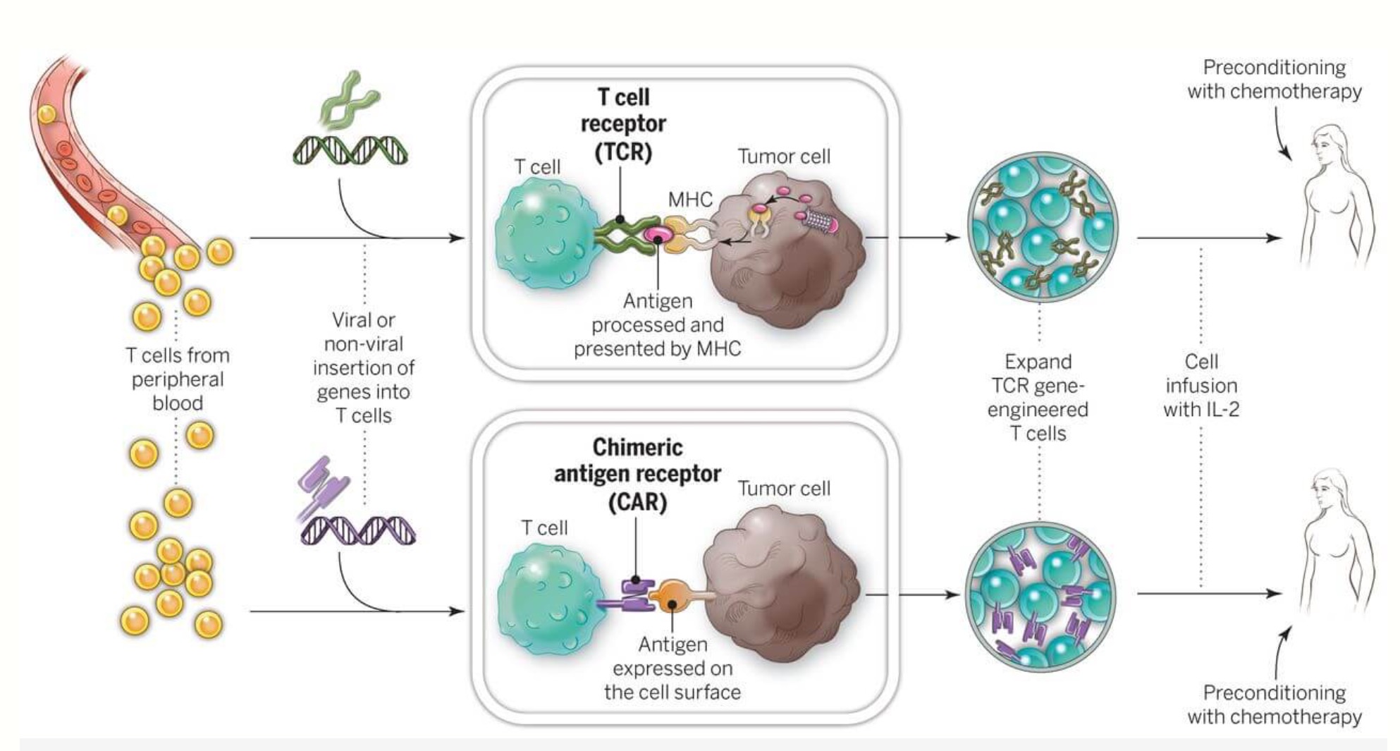 a t t cell