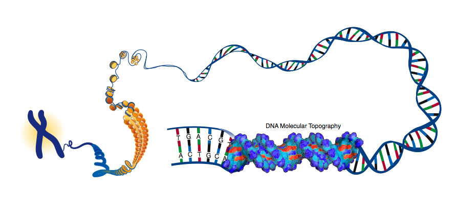 This illustration depicts DNA packed tightly into chromosomes, as well as a DNA molecule unwound to reveal its 3-D structure.