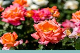 Practical obstetrics info for your women's healthcare practice