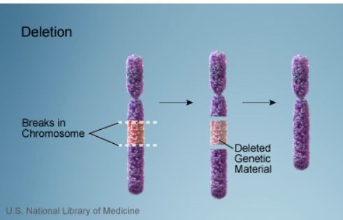 Genetic Deletion